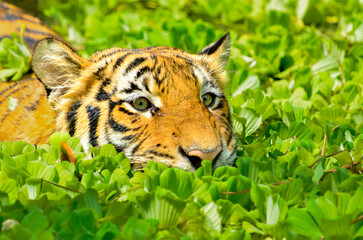 Portrait of a Malayan tiger (Panthera tigris jacksoni).