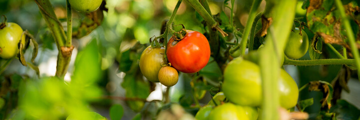 Smart farming techniques hydroponic salad vegetables technology tomato red green ensuring fresh sustainable produce agriculture promotes healthy eating support farmer living local community non gmo