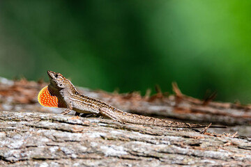 Brown Anole
