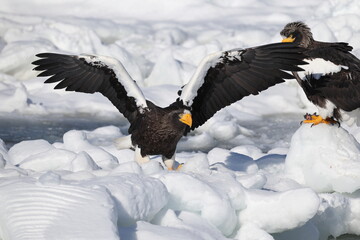 Steller's sea eagle (Haliaeetus pelagicus), also known as the Pacific sea eagle or white-shouldered...