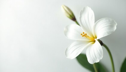 Delicate white flower blossom against pure white backdrop, close-up, petal, flower