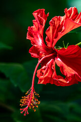 Hibiscus Bloom