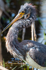 Tricolored Heron