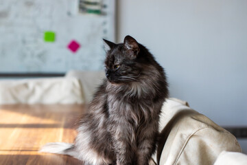 A cat is comfortably sitting on a wooden table with its eyes closed