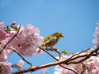 Fototapeta premium A vibrant Warbling white-eye bird perched on a branch of cherry blossoms in full bloom