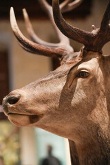 T&ecirc;te de cerf naturalis&eacute;e