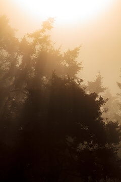 Sunlight shing through the mist in woodland, Salt Creek Recreational Area