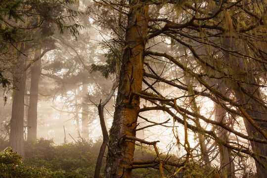 Fototapeta Sunlight shining through the trees in woodland in Salt Creek Recreational Area.