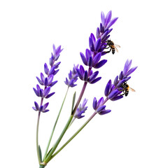 Naklejka premium Lavender-Flower-Bees-Purple-Bloom-Nature-Isolated