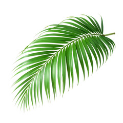 Obraz premium Palm_Leaf_Green_Tropical_Plant_Black_Background_Nature