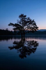 arafed tree in the middle of a lake at dusk