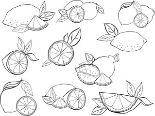 Lemon with leaves black and white composition set. Vector graphic line ink illustration in transparent background. art for food design, recipe, cook book, packages, menu