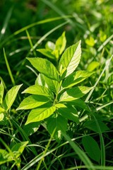 Fototapeta premium a close up of a plant with green leaves in a grassy area