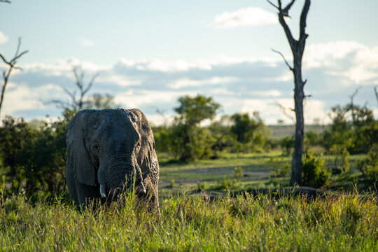 Elephant Bull grazing, Loxodonta africana, eye-level shot.