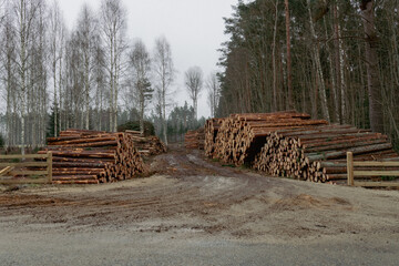 Symmetrical view of timber logs stacked on both sides of forest path, deforestation and wood industry scene, natural resource harvesting in woodland area with birch and pine trees..
