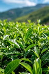 Fototapeta premium a close up of a field of green tea leaves with mountains in the background