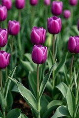 Fototapeta premium purple tulips in a field of green leaves and dark brown dirt