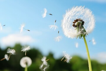 Obraz premium Dandelion seeds blowing in the wind against blue sky and green field