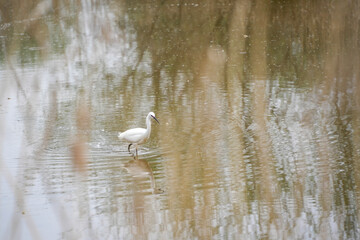 Aigrette marchant dans un &eacute;tang