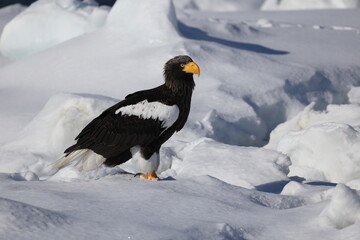 Steller's sea eagle (Haliaeetus pelagicus), also known as the Pacific sea eagle or white-shouldered...
