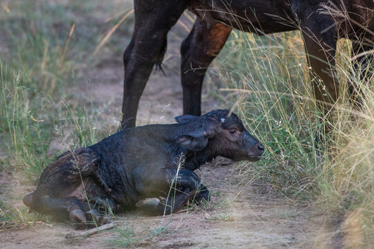 A newborn buffalo calf,  Syncerus caffer, and its mother standing over it. 