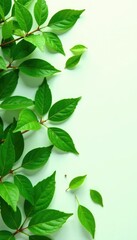 Obraz premium Lush green leaves scattered on a white surface, foliage, branch, leaf