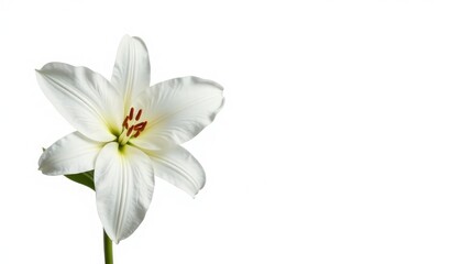Large white lily isolated on a white background, botanical, flower, petals