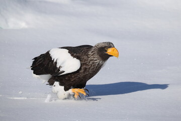 Steller's sea eagle (Haliaeetus pelagicus), also known as the Pacific sea eagle or white-shouldered eagle, is a very large diurnal bird of prey in the family Accipitridae.