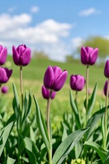 Obraz premium purple tulips in a field of green grass with a blue sky in the background