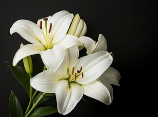 Elegant White Lily Flowers on Dark Background for Floral Design