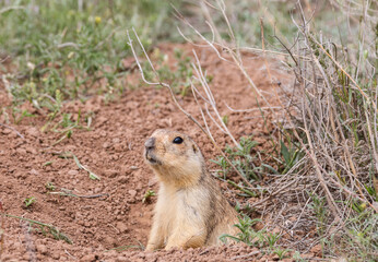 Gopher peeking out of his mink in the Astrakhan steppe. Closeup