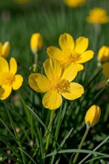 Obraz premium yellow flowers in a field of green grass with a yellow bee