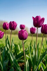 Obraz premium purple tulips in a field of green grass with a blue sky in the background