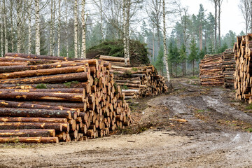 Freshly cut timber logs stacked along muddy forest road in early spring, birch and pine trees in background, sustainable forestry and wood harvesting in natural woodland environment..