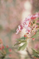 Fototapeta premium 葉桜