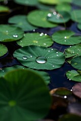 arafed water droplets on a leafy pond with water lillies