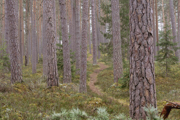 Winding forest path through tall pine trees in tranquil woodland, textured bark and soft undergrowth in northern coniferous forest, calm hiking trail or spiritual journey concept