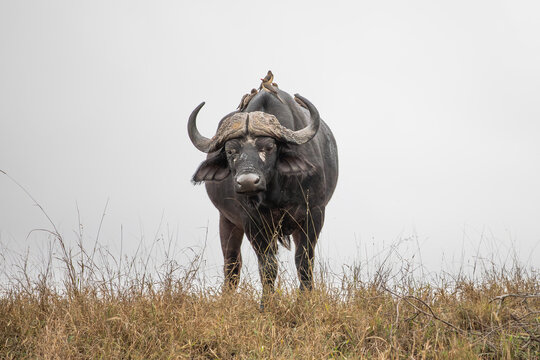 Buffalo at eye level, Syncerus caffer looking into the camera.
