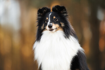tricolor sheltie dog portrait outdoors at sunset