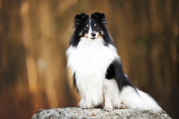 tricolor sheltie dog sitting on a rock outdoors