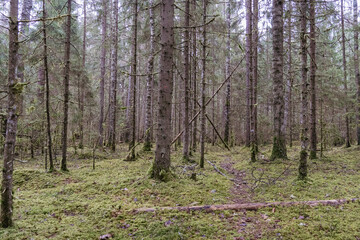 Obraz premium Dense spruce forest with moss-covered ground and subtle trail, untouched woodland scene rich in texture and moisture, peaceful nature background for wilderness, silence and ecological themes..