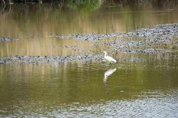 Aigrette marchant dans un étang au milieu des plantes aquatiques