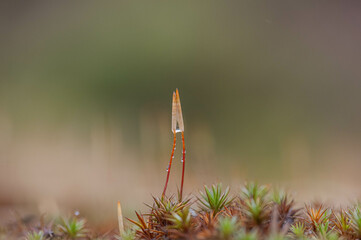 beautiful botanical shot, natural wallpaper