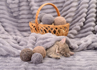 Obraz premium Kitten with a balls of thread.