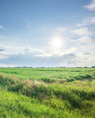 Field of grass with a bright sun shining down on it