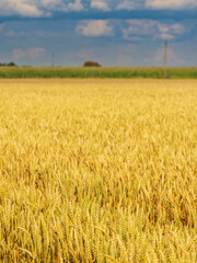 Field of golden wheat with a cloudy sky in the background