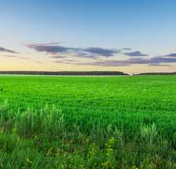 A large field of green grass with a blue sky in the background