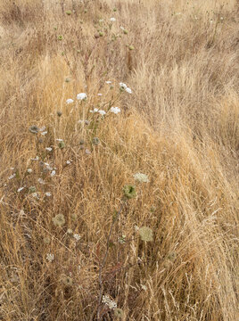 Field of dry meadow grasses and blooming wild carrot, WA, USA