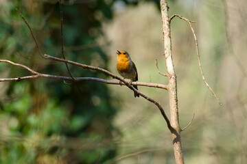 robin perching on a twig and singing on a sunny spring day
