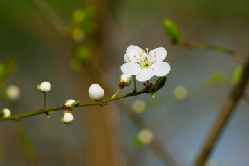 white cherry plum flower on a twig on a sunny spring day